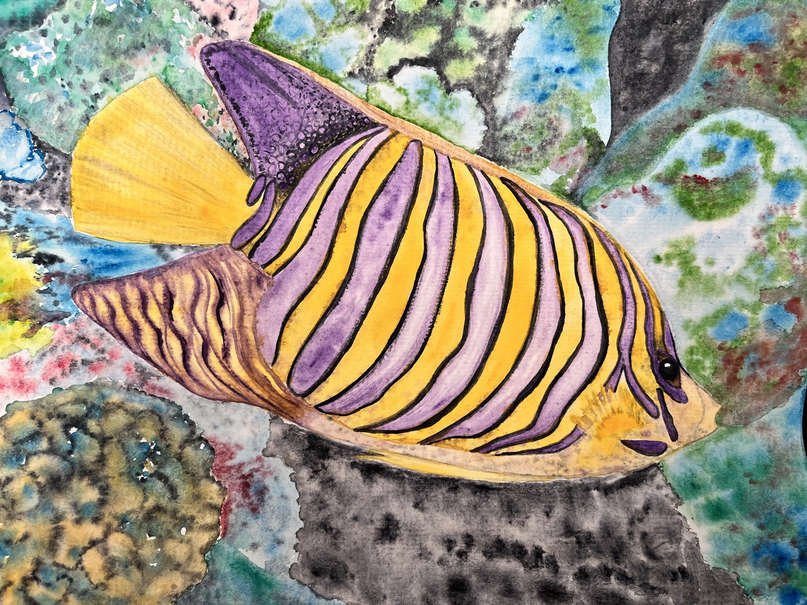 Angelfish on the Reef