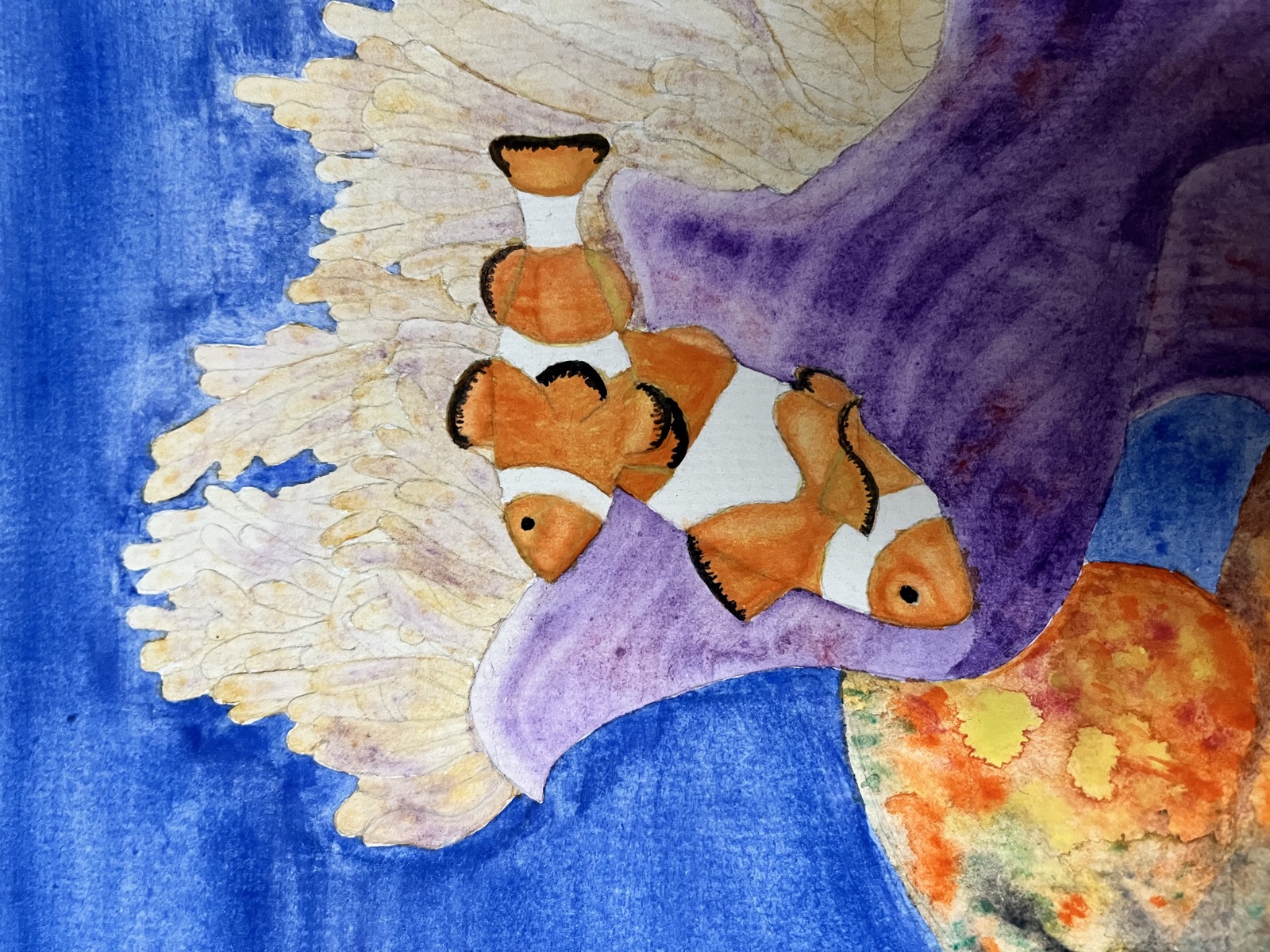 Clownfish