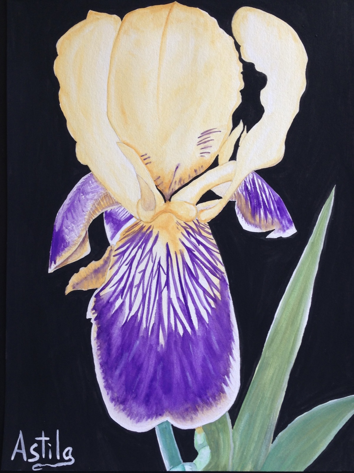 Cream and Purple Iris