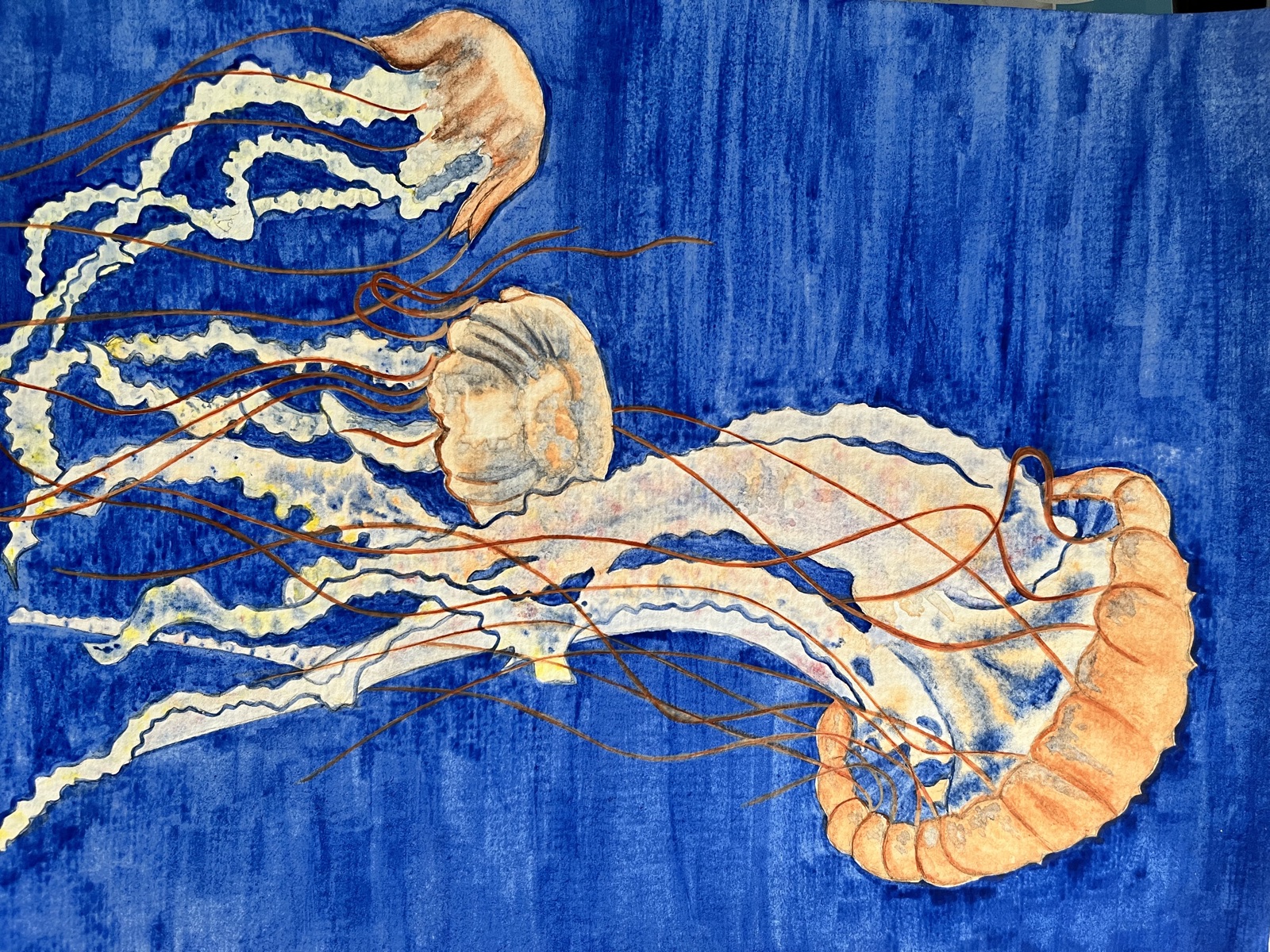 Drifting Jellyfish