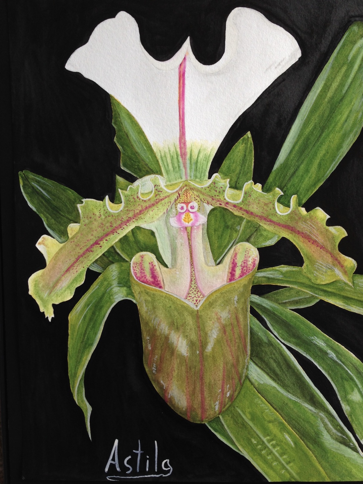 Green Slipper Orchid
