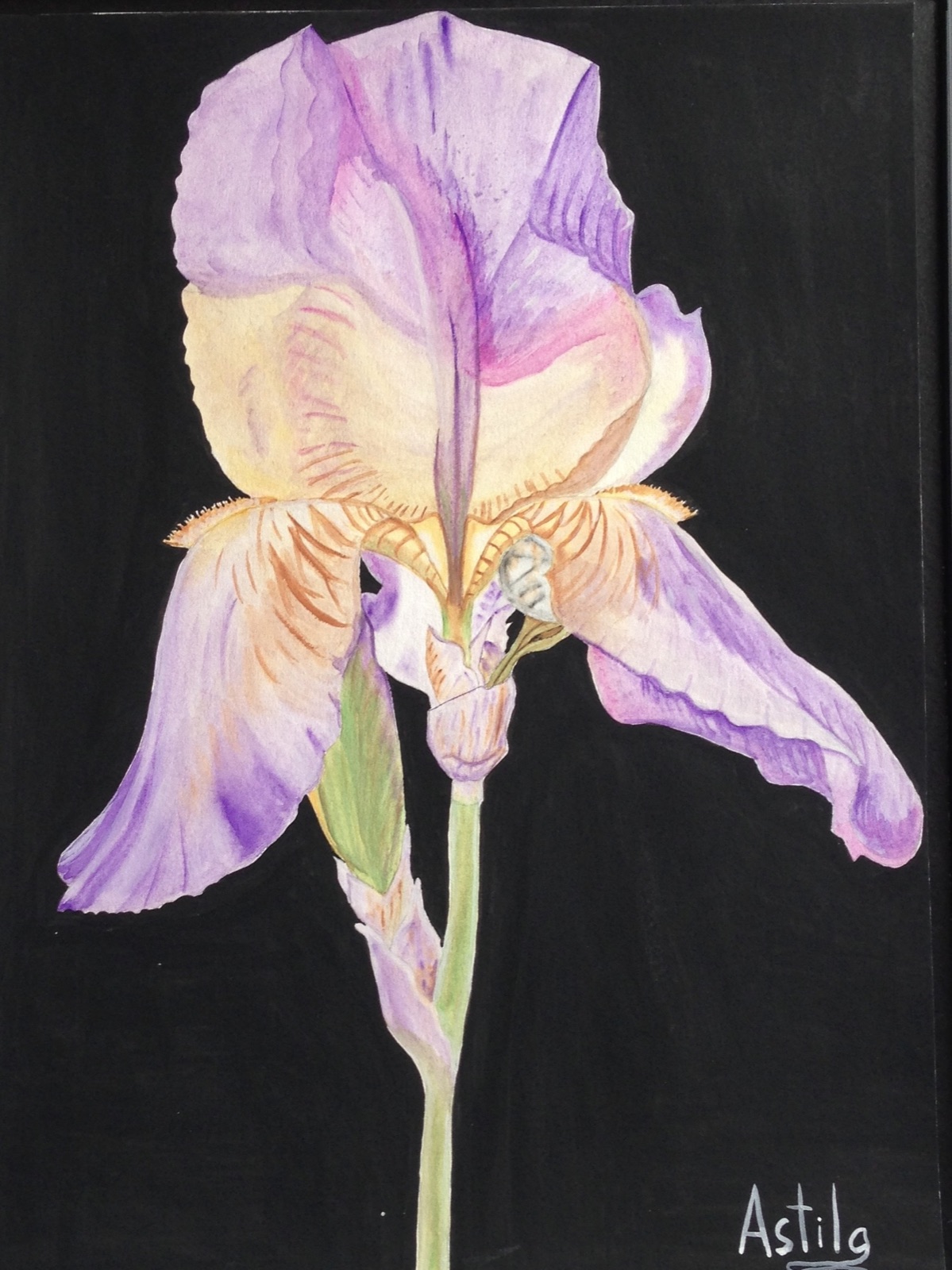 Lavender Iris