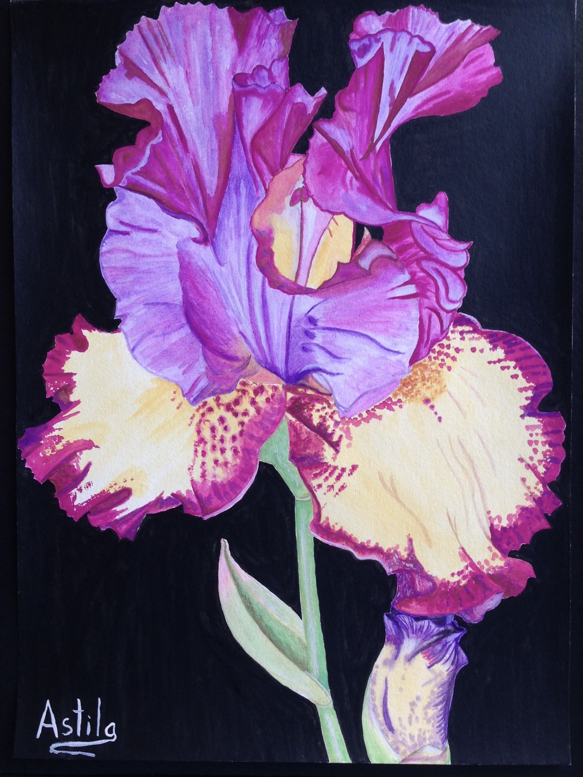 Magenta Iris
