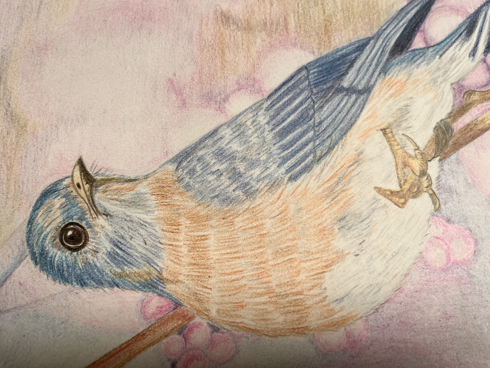Nuthatch