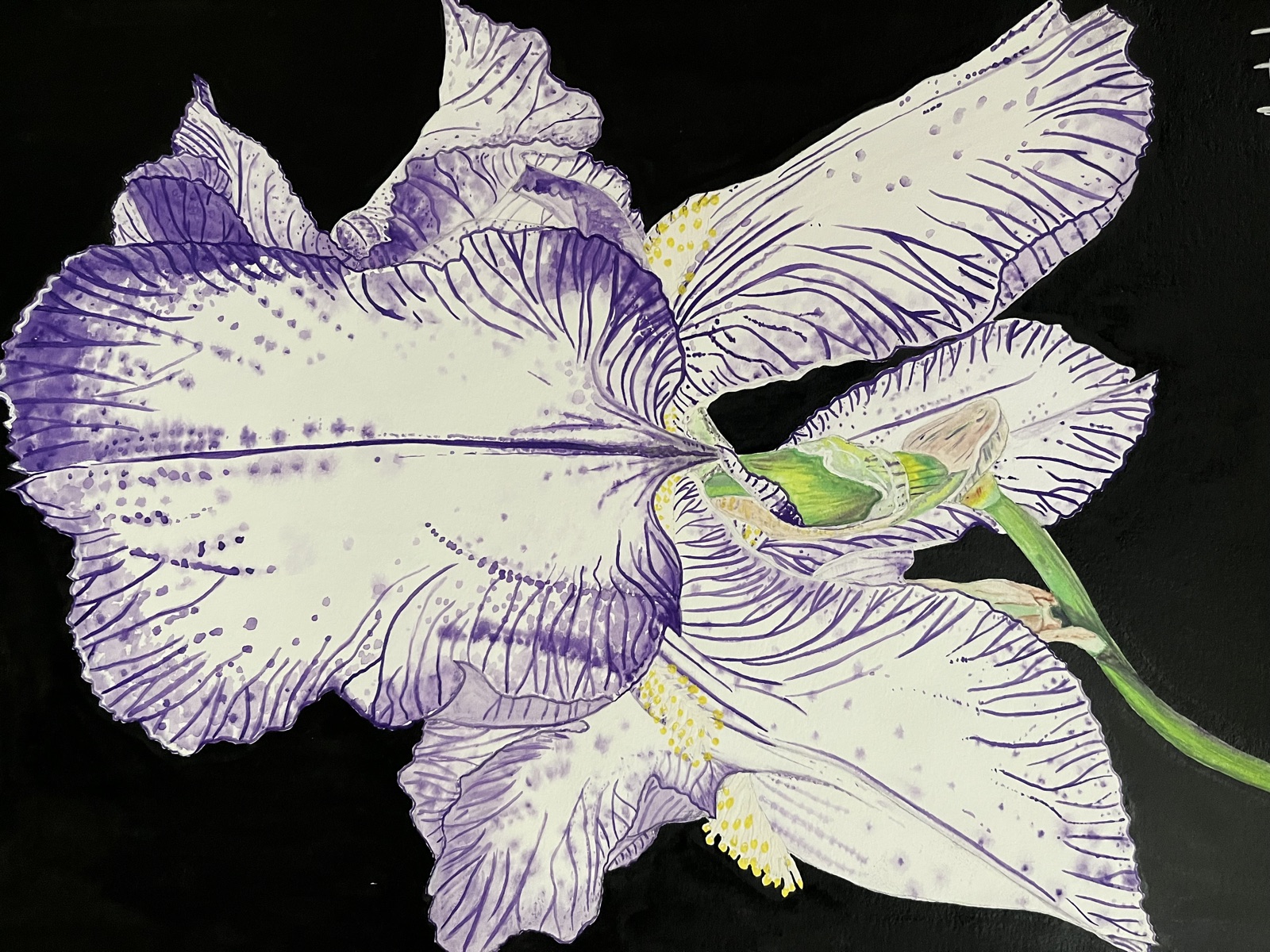 Open Iris