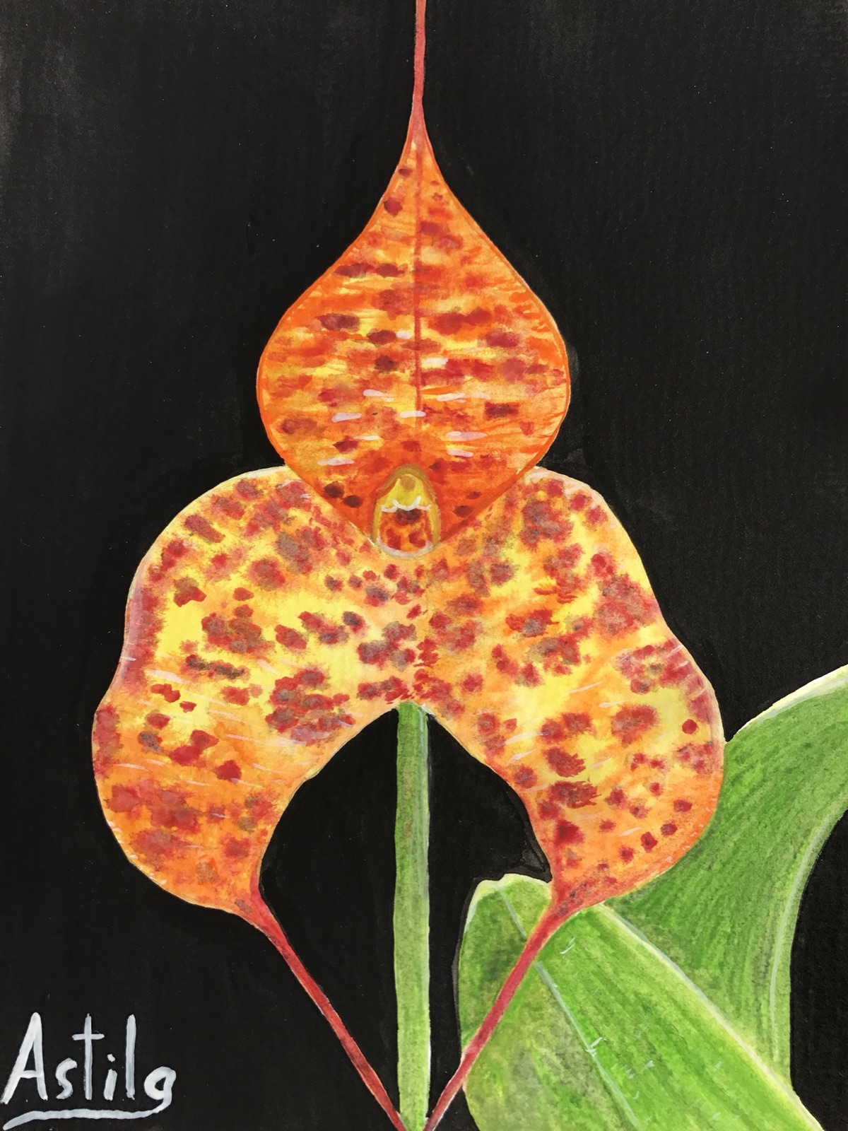 Orange Monkey Orchid