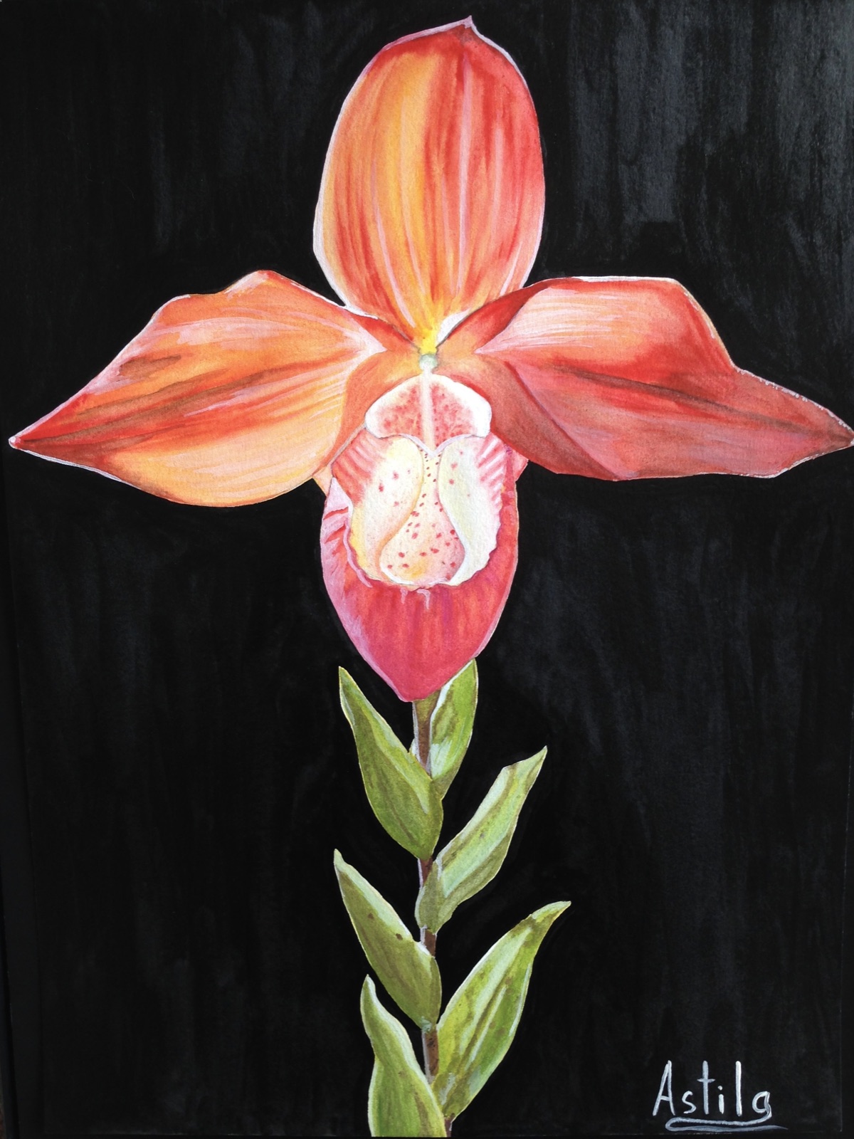 Orange Slipper Orchid