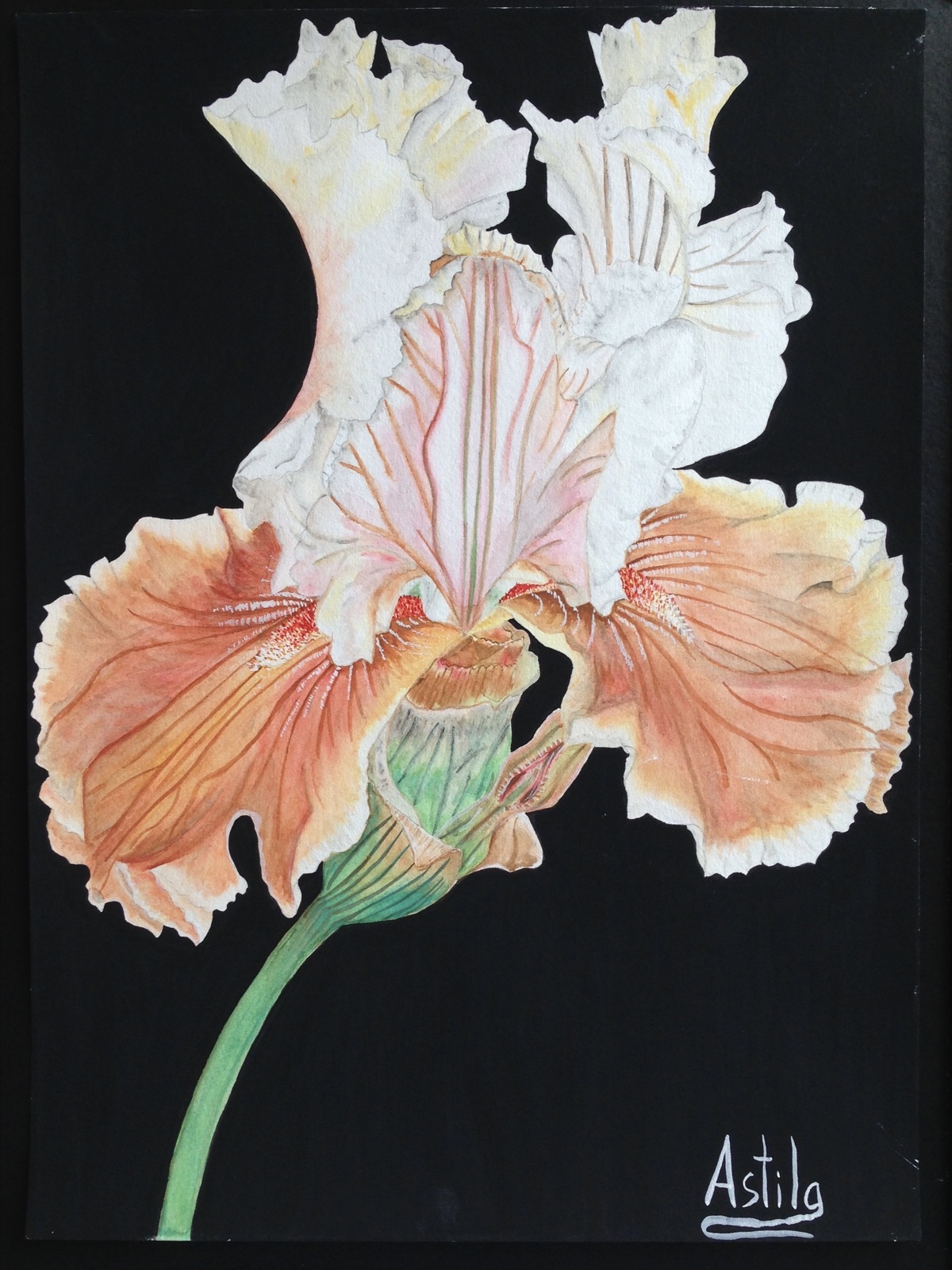 Peach Iris