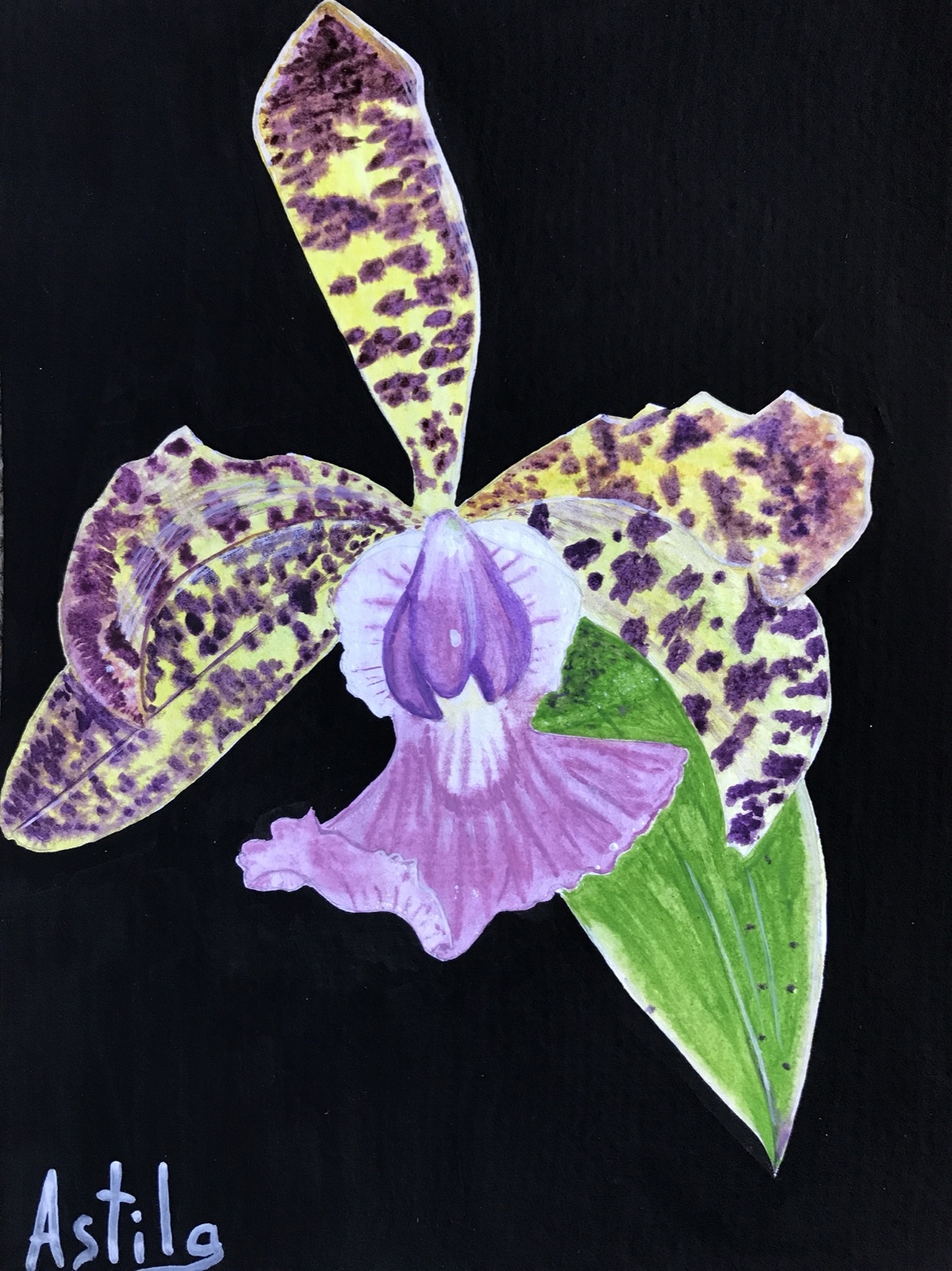 Purple Spotted Orchid