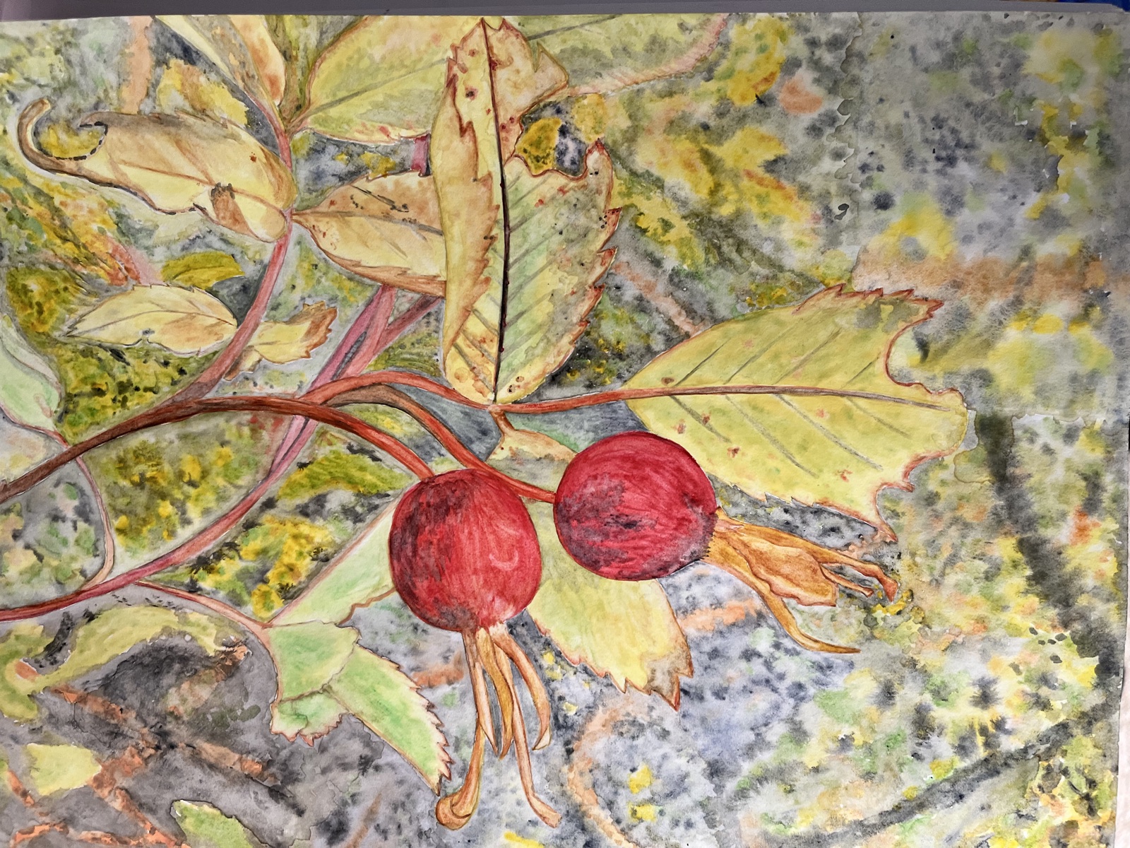 Rose Hips