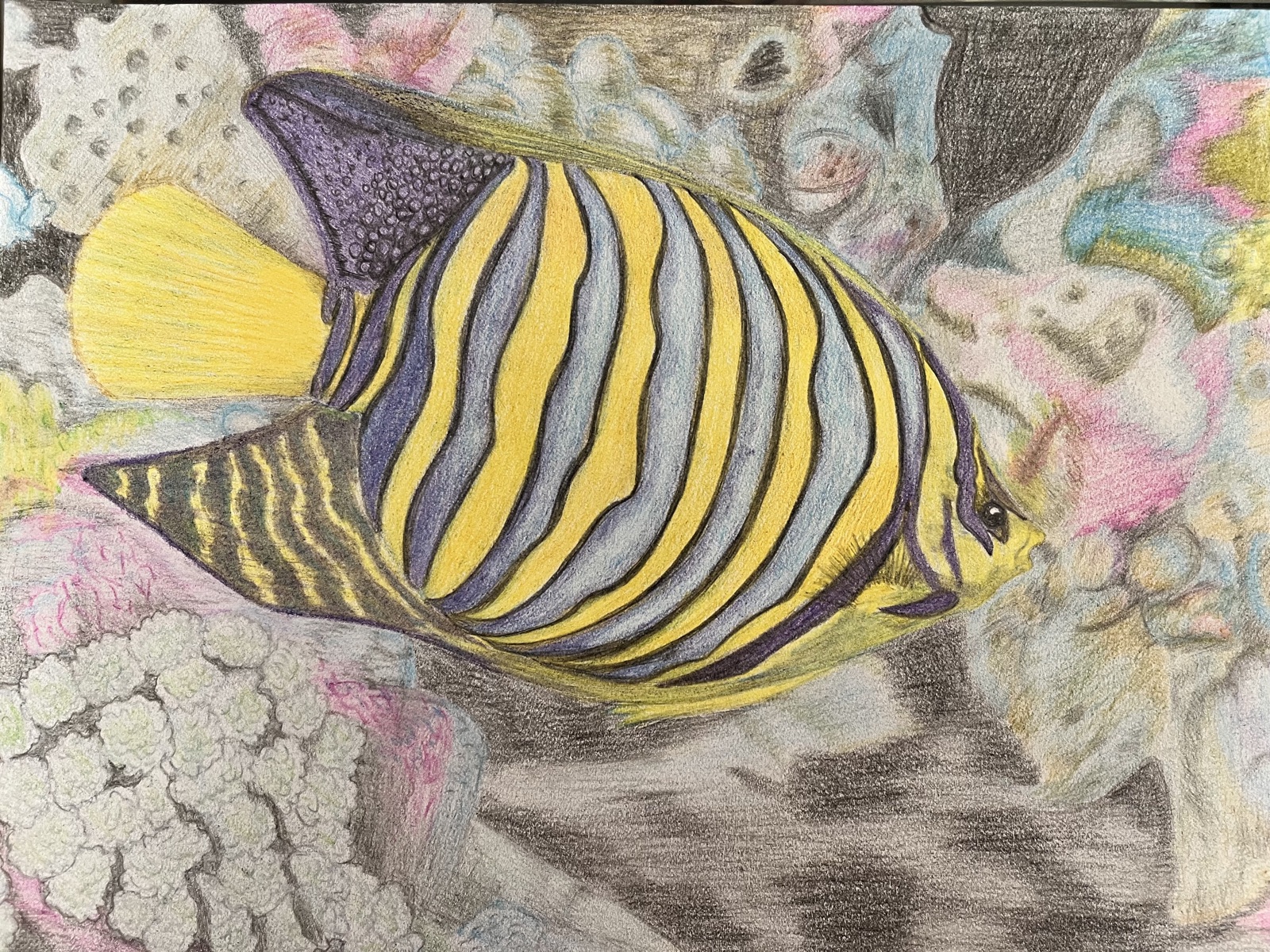 Royal Angelfish