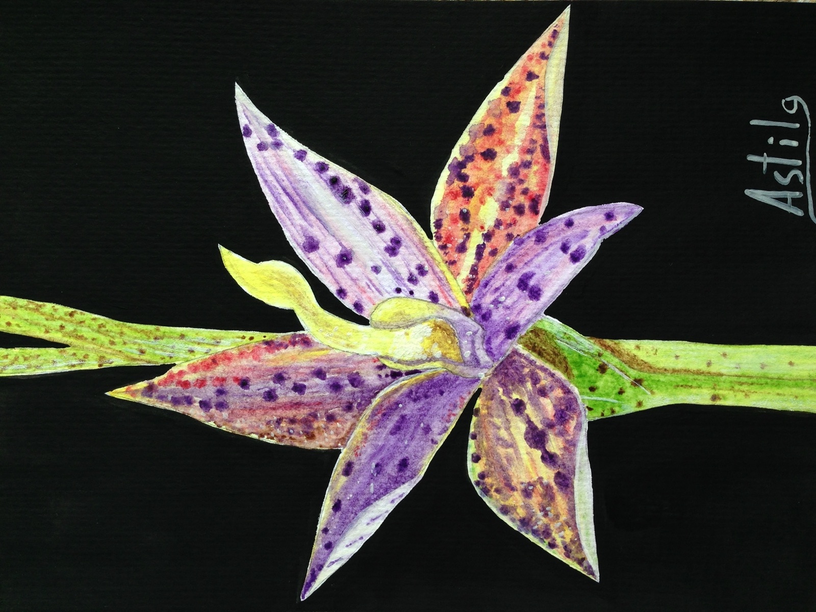Speckled Orchid