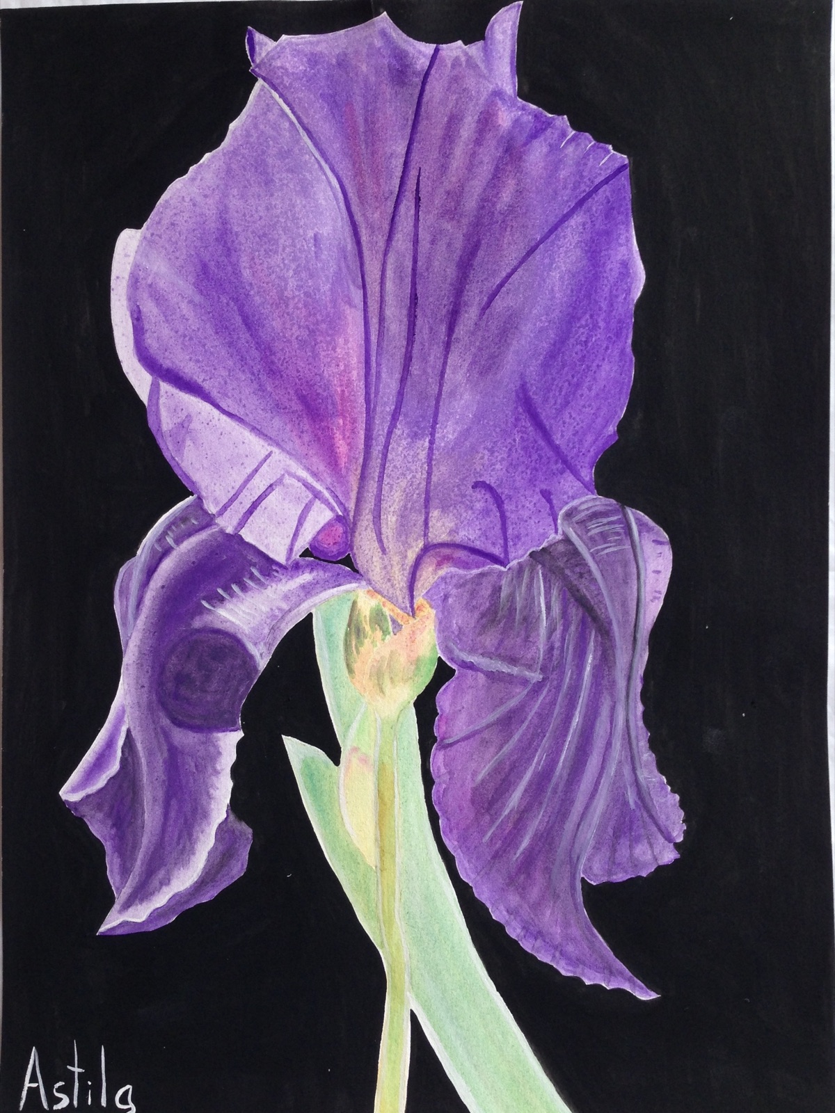 Violet Iris
