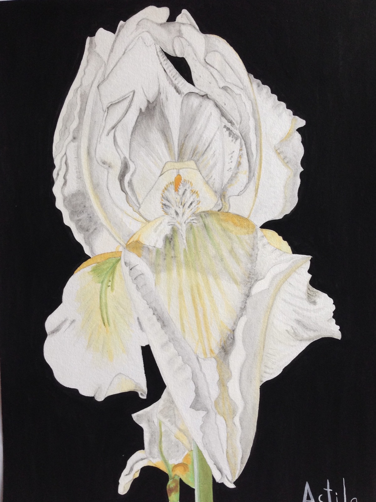White Iris