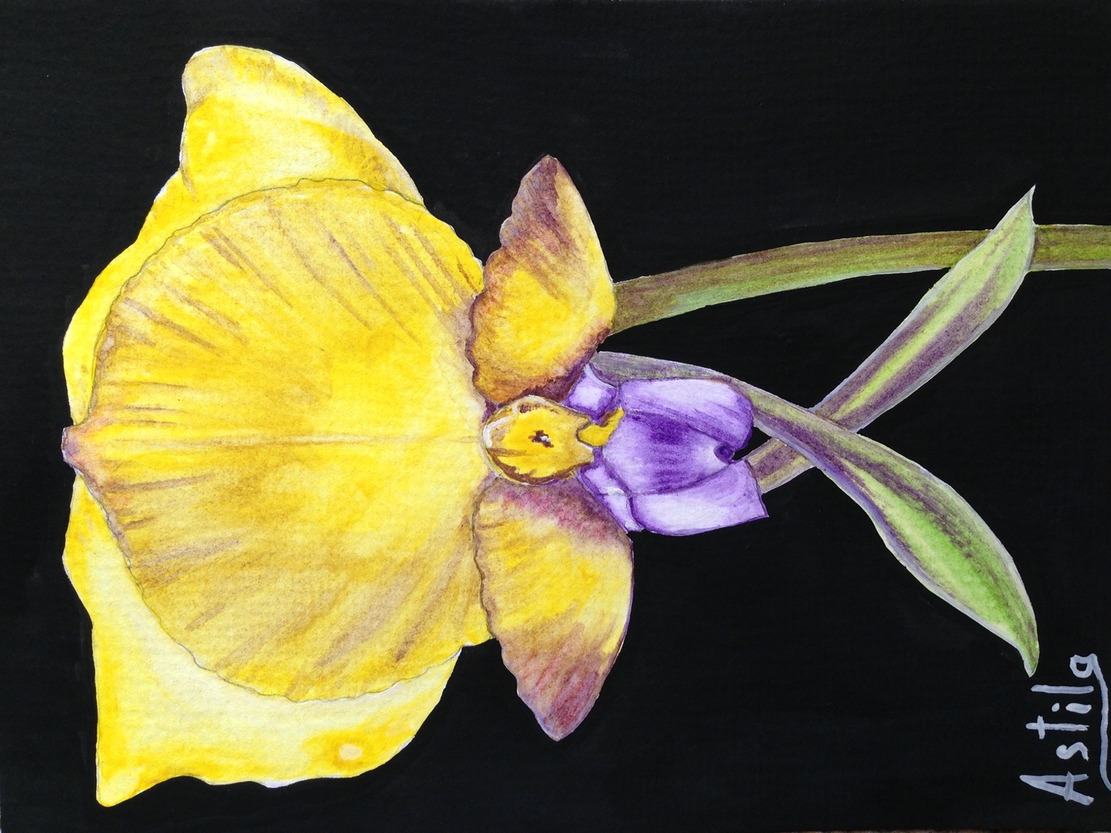 Yellow and Purple Orchid