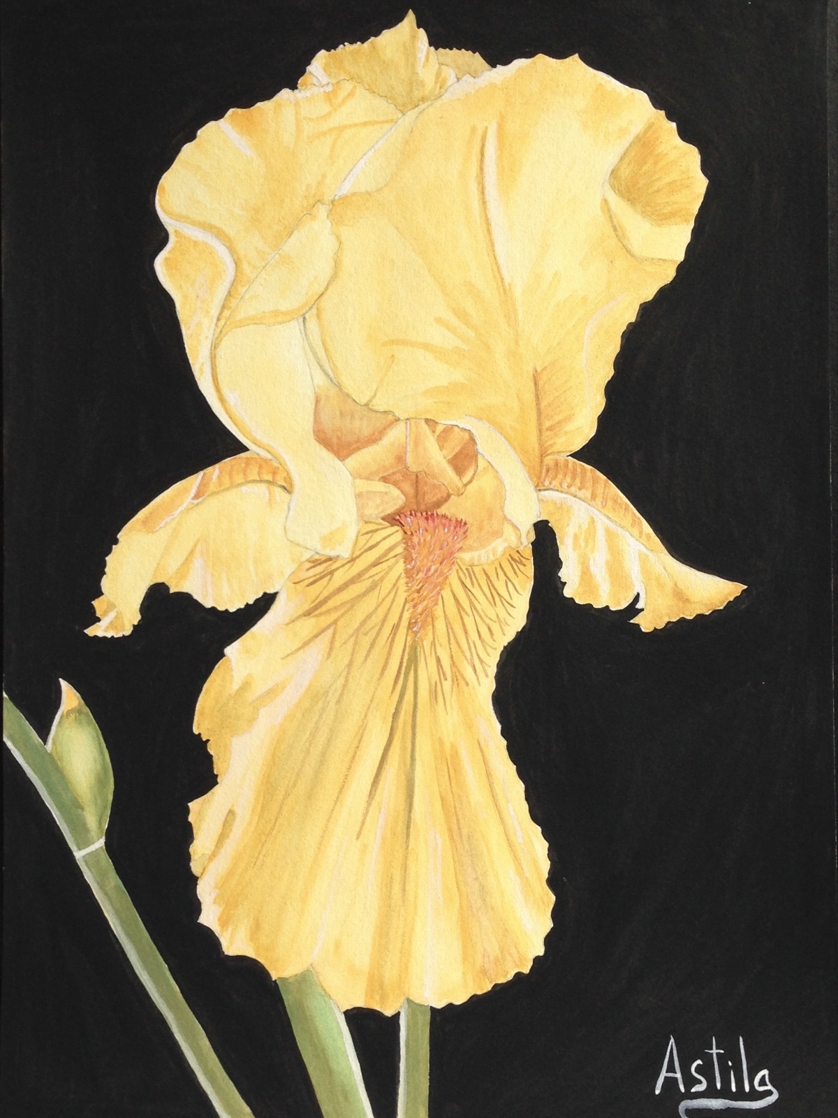 Yellow Iris